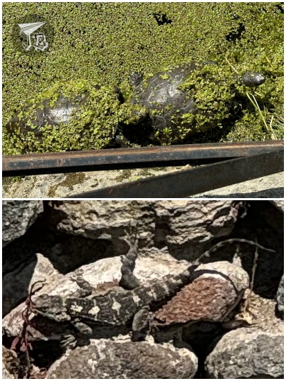 Pergamon Asclepieion tortoises and lizard