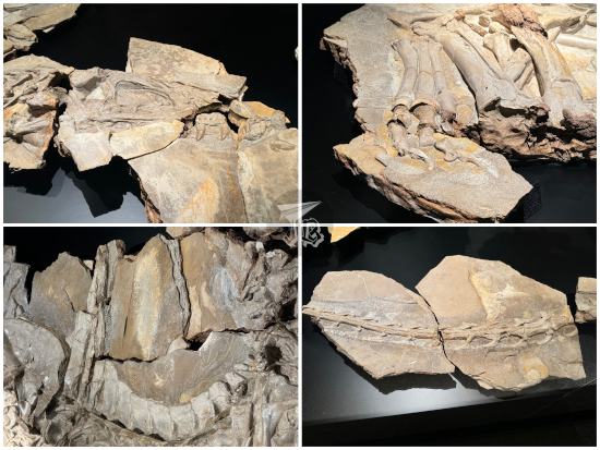 Concavenator corcovatus details