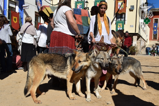 Dogs from the gypsy troupe