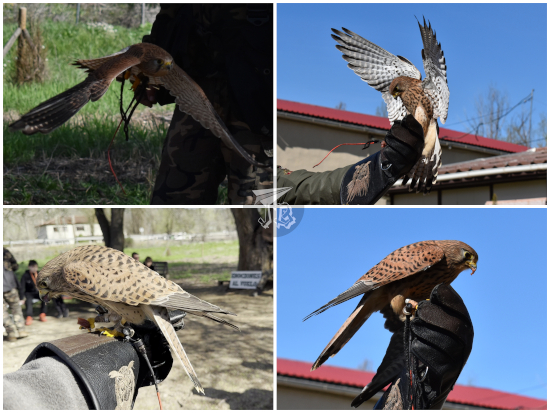 Ripley the common kestrel