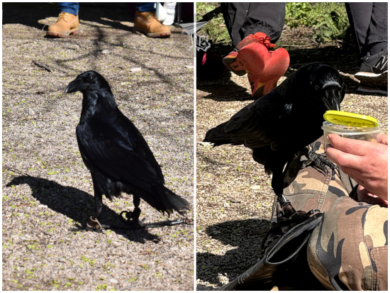 Emociones Al Vuelo Raven