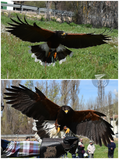 Harris's Hawks mid-flight, wings open