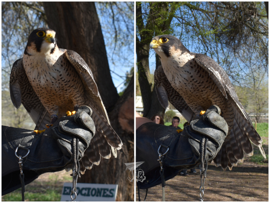 Nymeria the raptor hybrid