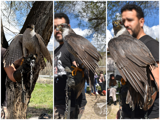 Blue the female Eurasian goshawk