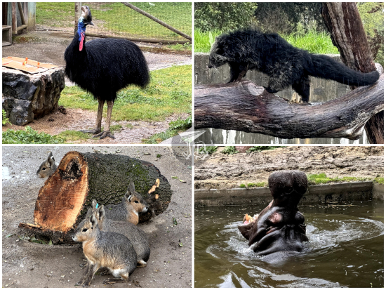 Zoo Madrid: Cassowari, binturong, Patagonian mara, and hippo yawning