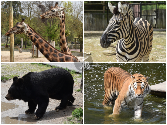 Zoo Madrid: Jiraffes, zebra, black bear and Siberian tiger