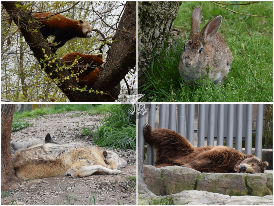 Zoo Madrid: Red panda, common rabbit, grey wolves, brown bear