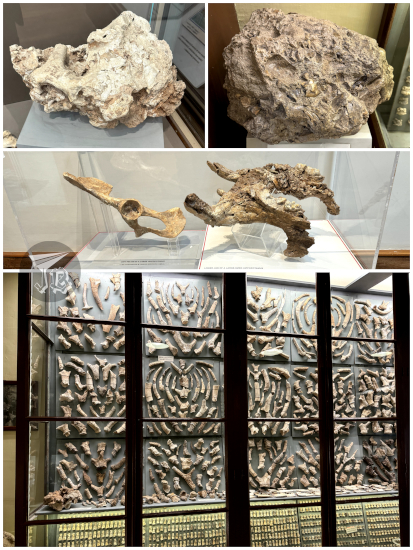 Ghar Dalam museum: samples of rock with bones, and cleaned bones and hundreds of small bones in display cabinets.