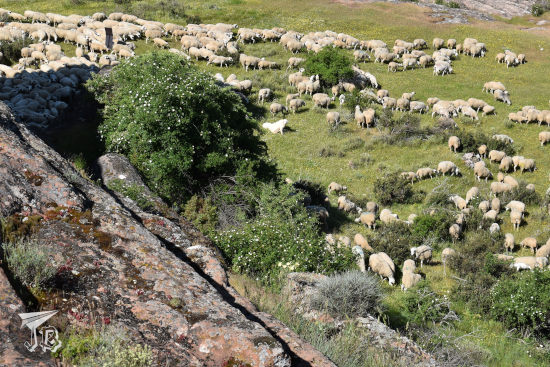 Herd of sheep with a giant mastiff guarding it