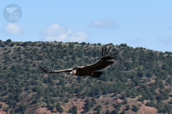 Griffon vulture gliding for lunch