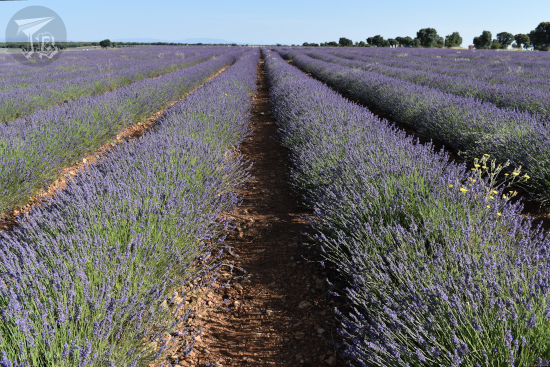Lines of flowering lavender bushes that reach the horizon
