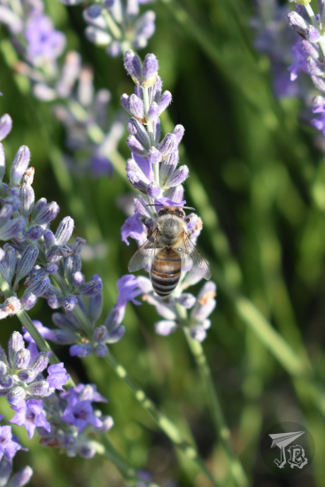 Close-up of a bee on a lavander flower