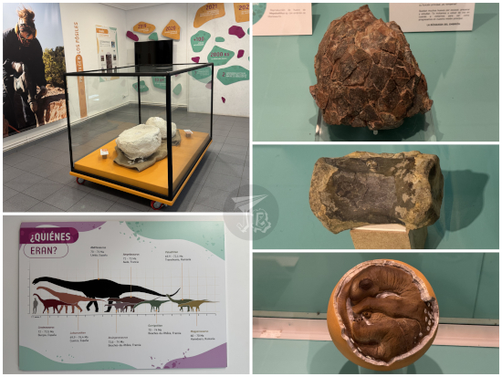 Collage showing several exhibits of the museum: two cast jackets (with fossils inside), the first sauropod egg excavated (of course, in broken pieces of shell pressed together), a dinosaur vertebra and a reproduction of a sauropod embryo in an egg.