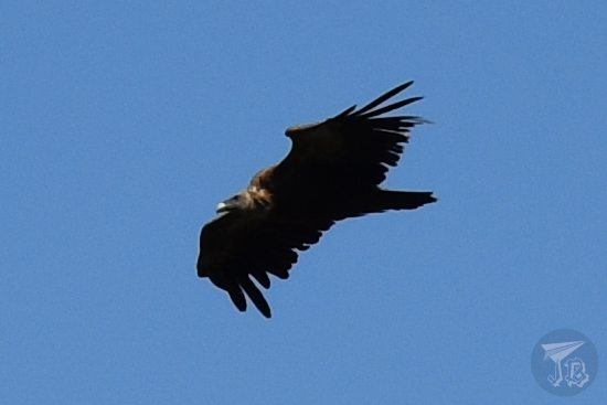 Griffon Vulture mid-flight