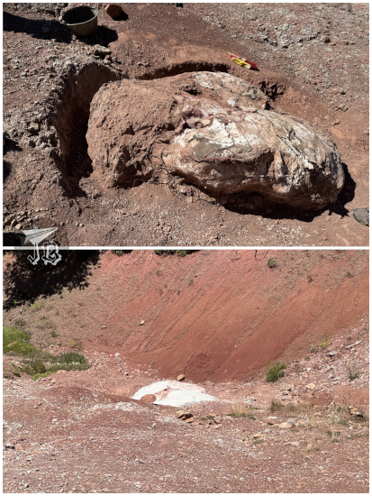 Giant cast protecting fossil eggs before and after getting some TLC and new plaster