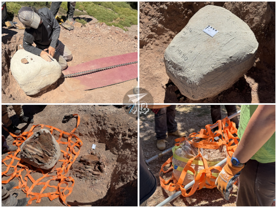 Jacket cast of a fossil being broken off the ground with a giant drill, and then transported using a net.