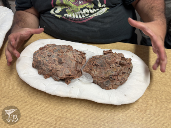 Two titanosaur sauropod eggs in a case. They look about as big as the palaeontologist's hands each. They are deformed and broken but have a vague egg shape.