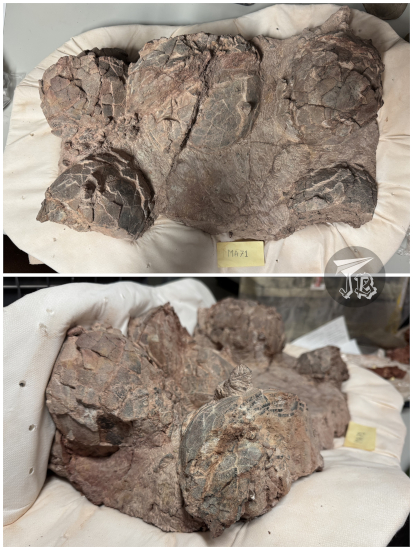 A titanosaur sauropod egg nest with five or six eggs, deformed and cracked by the passing of time.