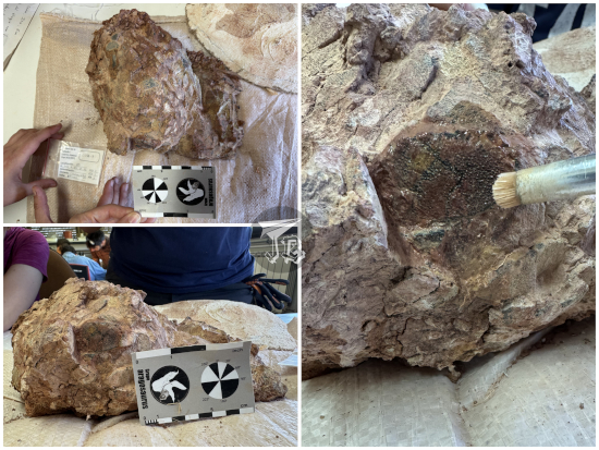 Chemical clean up of fossil egg using a brush