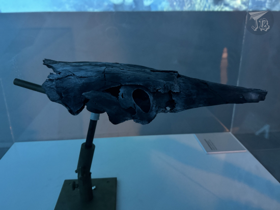 Zaragoza Natural Science Museum: skull of an ancient armoured fish