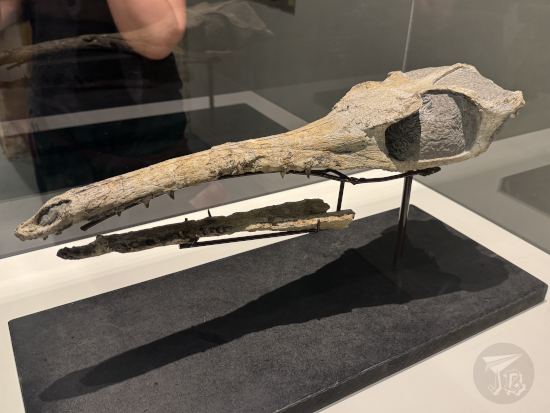 Zaragoza Natural Science Museum: Skull of an ancient crocodile