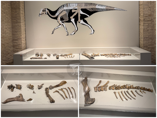 Zaragoza Natural Science Museum: some bones from a hadrosaur, including the tale, hind hip and some ribs