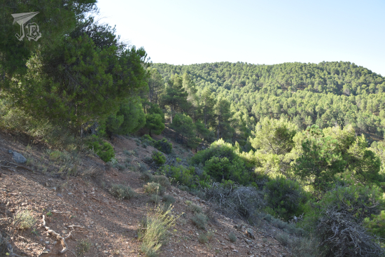 Side of the mountain with pine trees