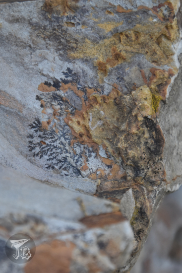 Cool crystal dendrite, which is not a fossil but still neat