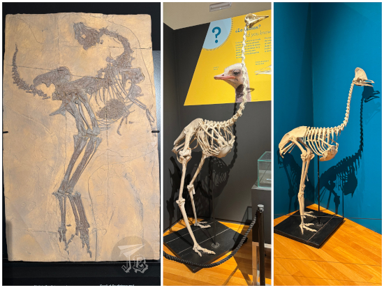 Fossil of Caudipteryx zoui (replica) and skeletons of a cassowary and an ostrich. They all share uncanny similarities, except the fossil is about one metre long and the current birds are larger