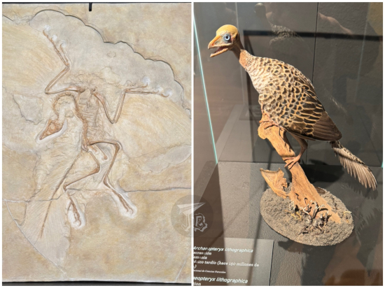 Archaeopteryx fossil (replica) and life-sized recreation. It looks like a bald nightmare with a beak and teeth.