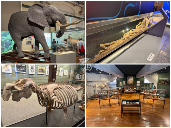 Natural Science Museum Madrid - Diversity collection: elephant, giant squid, manatee skeleton, 19th century cabinet