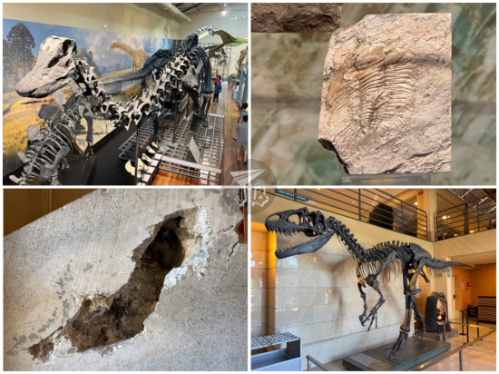 Natural Science museum Madrid - diplodocus, deformed trilobite from Murero, allosaurus, geode