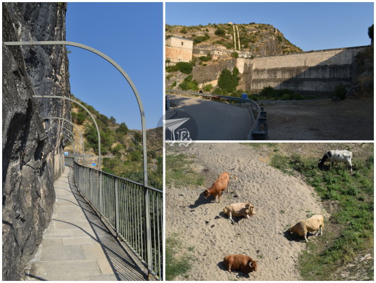 Dam - Pontón de La Oliva with some cows grazing. Since the dam is no longer in use, the area around the dam is dry