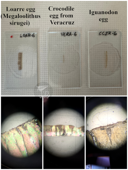Microscope preparations and how they look under the microscope. There are three egg specimens: one from Loarre (sauropod), a crocodile and an iguanodon, The crocodile is the thinnest, and the sauropod is the brightest and more complex