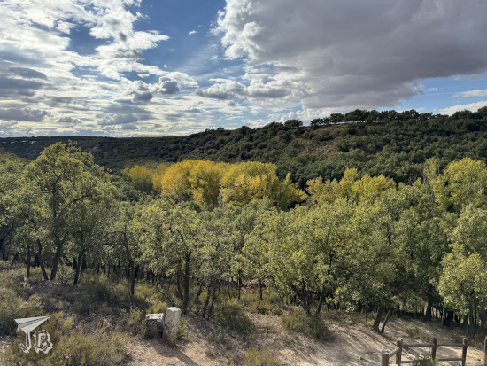 A view of an oak forest. Most of the trees are greyish green, but osme of them have started turning a bit yellow with autumn.