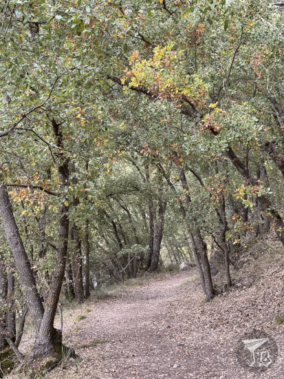 A path in an oak forest. The trees seem to arch over it. Some have started losing their leaves, which has carpeted the path with them. The trees have started showing yellow, brown and reddish colours, but the leaves on the ground are all brown-grey.