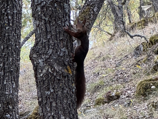 A red squirrel looks at the camera from a tree trunk.