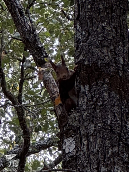A red squirrel peeks at the camera from behind a tree trunk, only its upper body is visible, but it seems to be smiling.