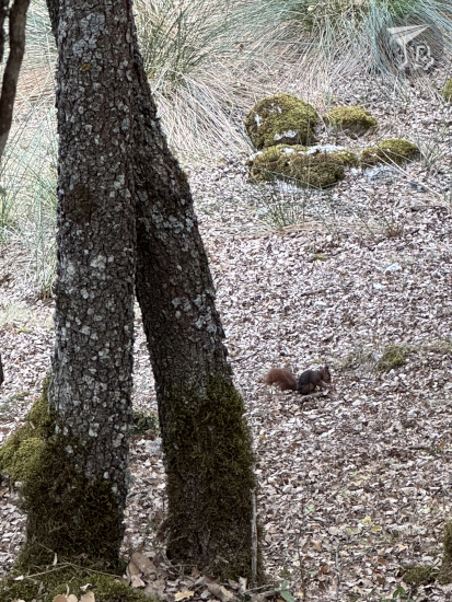 A red squirrel gathering acorns from a leaf-covered ground.