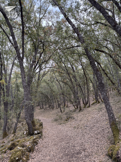 A path in an oak forest. The trees seem to arch over it. Some have started losing their leaves, which has carpeted the path with them.