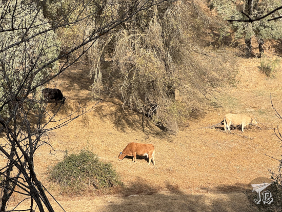 Free range cows grazing