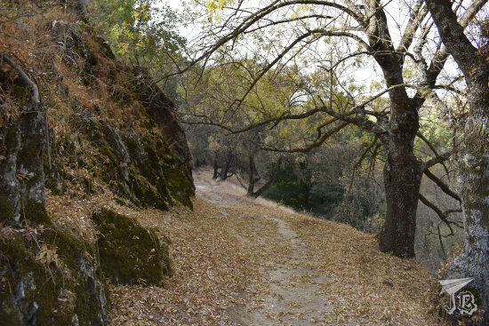 The path alongside the Lozoya, covered in golden fallen leaves.
