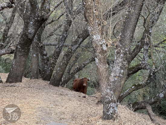 Free range cow right in the middle of the path, staring at the camera.