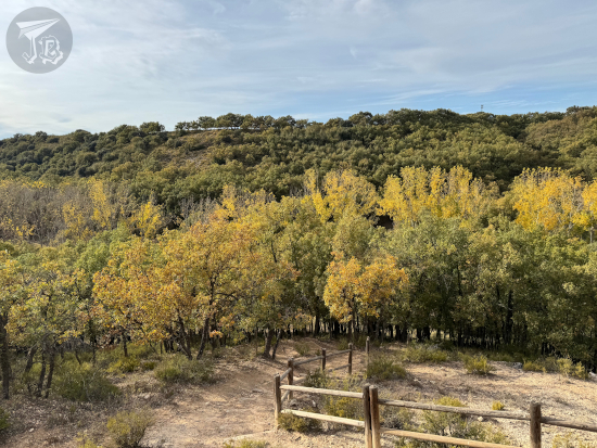 The Valdenazar forest in autumn, seen from the viewpoint, halfway through turning gold