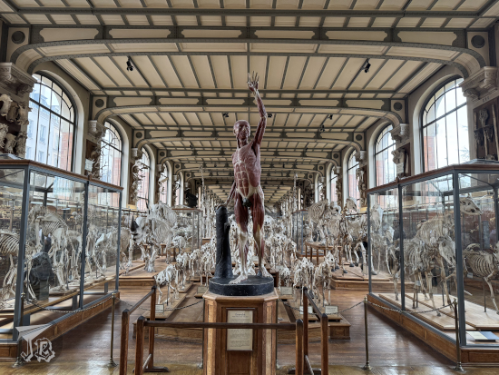 Gallery of Paleontology and Comparative Anatomy: model human in front of the skeletons of mammals.