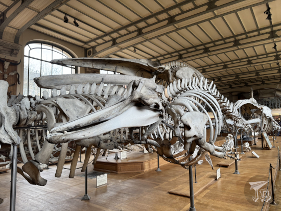 Gallery of Paleontology and Comparative Anatomy: skeletons of modern cetaceans.