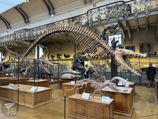 Gallery of Paleontology and Comparative Anatomy: skeletons of toothed whale, giant sloth and early quadrupedal mammals.