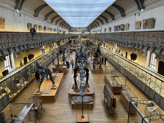 Gallery of Paleontology and Comparative Anatomy: second floor looking at the dinosaurs and the gallery.