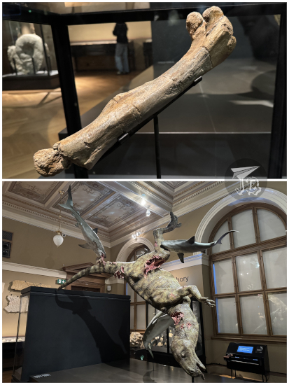 Prague National Museum: Bone and reconstruction of burianosaurus - the reconstruction is a dead dinosaur being eaten by sharks.