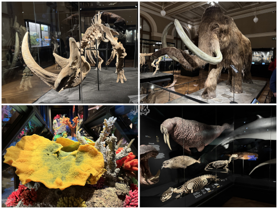 Prague National Museum: Skeleton of a Wooly rhino, reconstruction of a mammoth, colourful corals and marine mammal reconstructions (seal, walrus, sea lions).